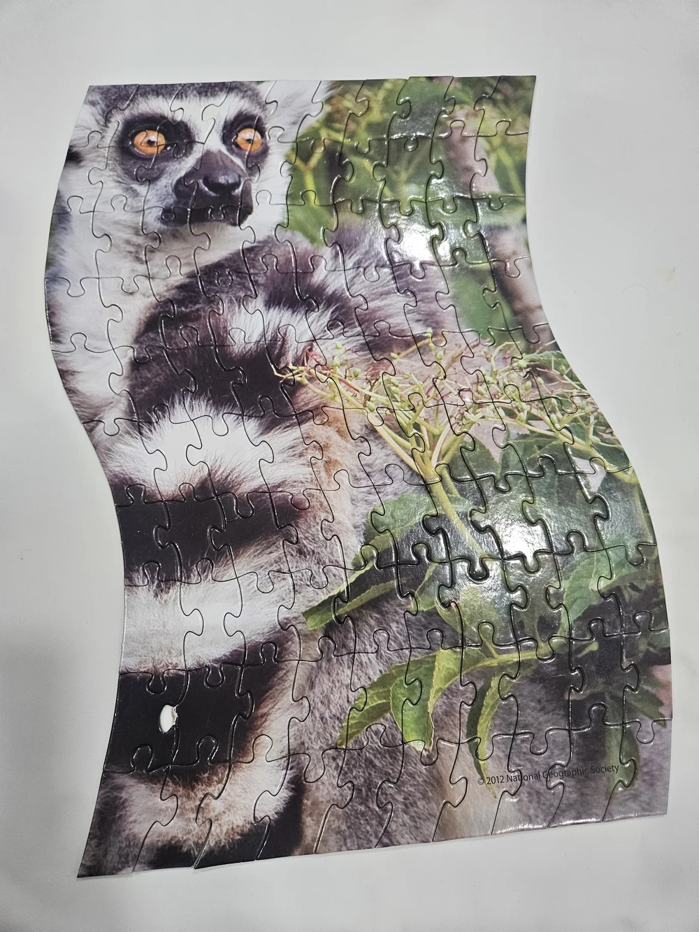 National Geographic Ring-Tailed Lemurs Puzzle Tin - Green, Black, White